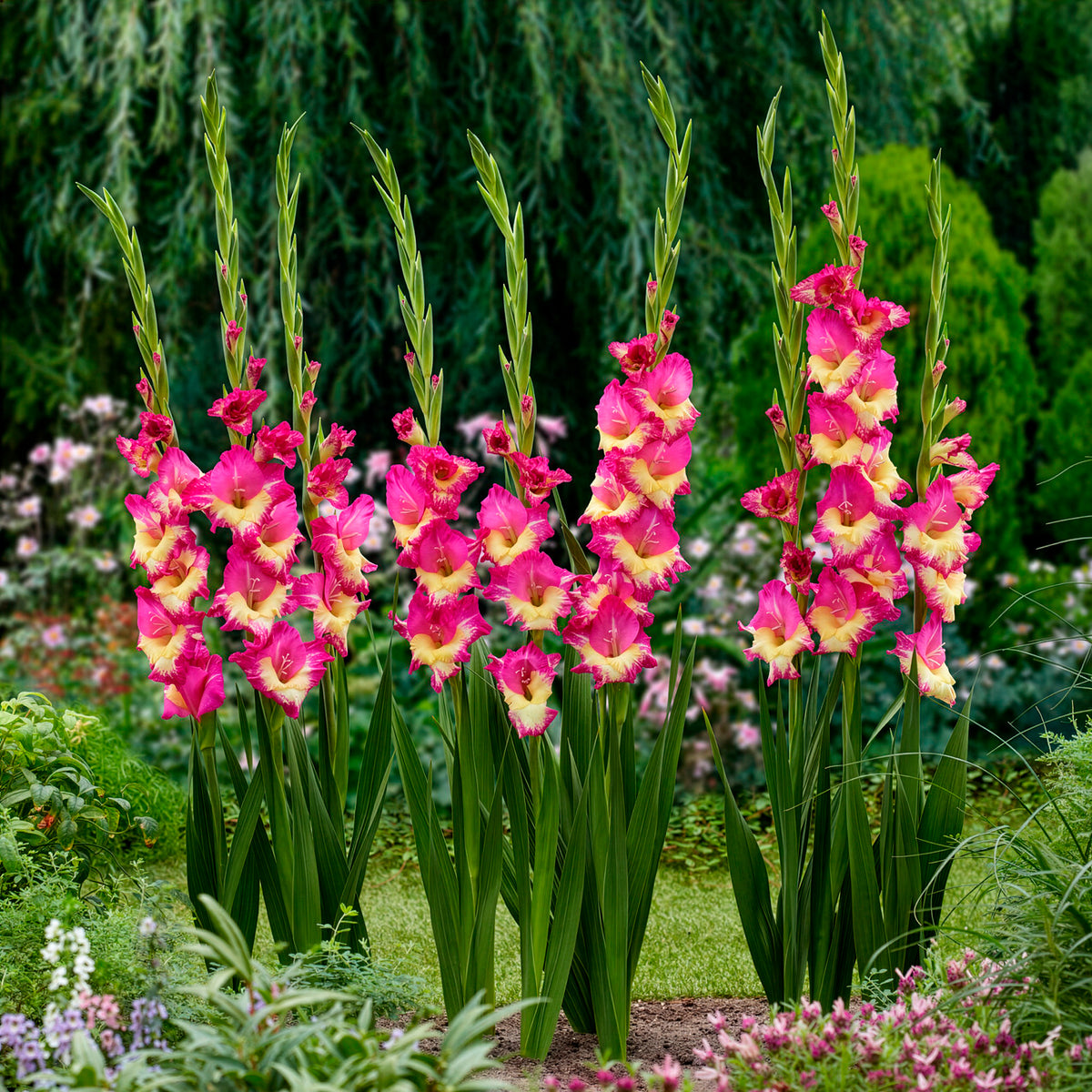 25 Glaïeuls Extravert - Gladiolus extravert - Bakker