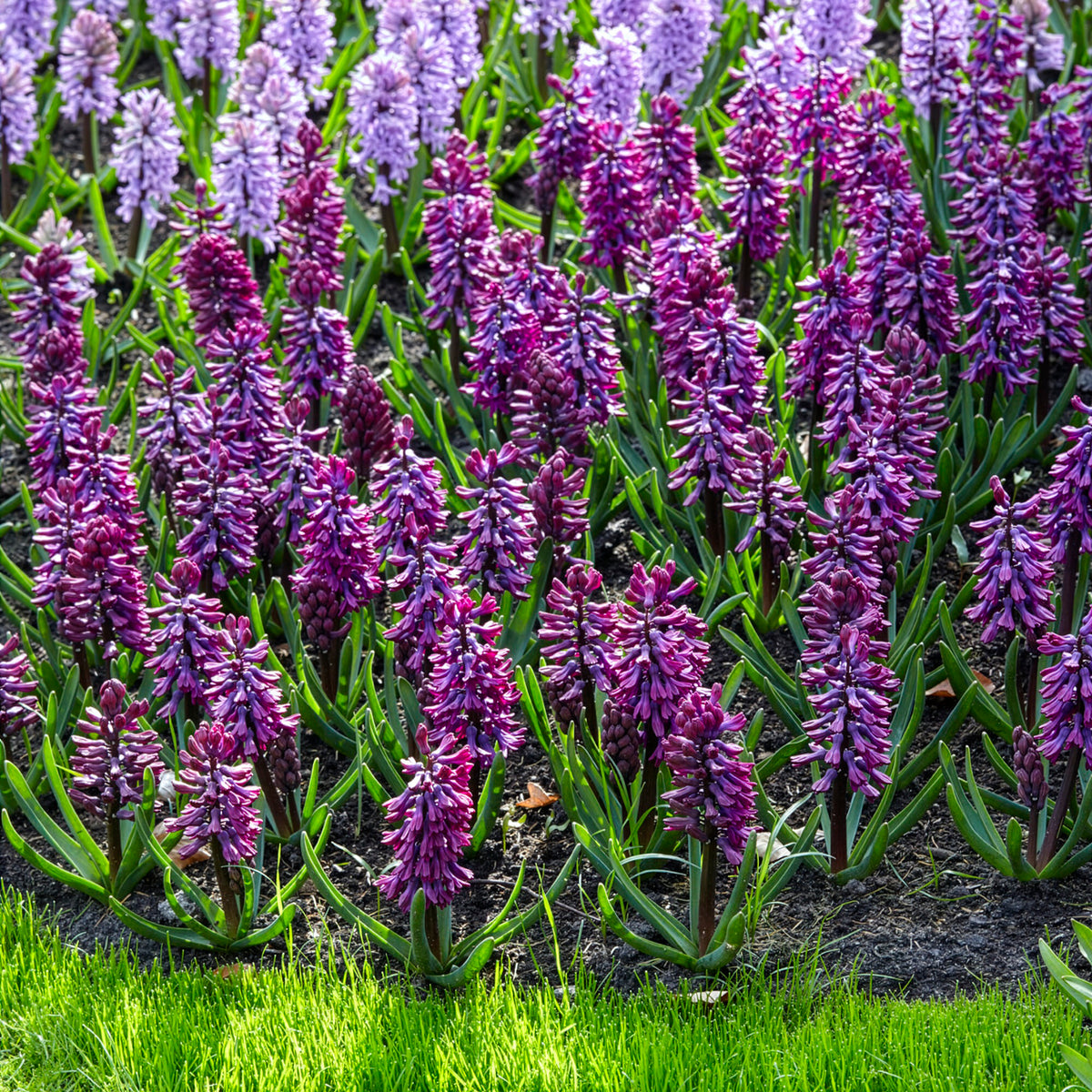 Bulbes de Jacinthe - 6 Jacinthes Woodstock pourpre - Hyacinthus orientalis woodstock