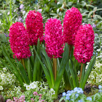 Vente 6 Jacinthes Jan Bos rouge - Hyacinthus orientalis Jan Bos