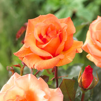 Rosiers - racines nues - Collection de 3 Rosiers sans entretien - Rosa doris tysterman, nostalgie, barkarole