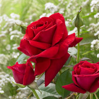 Rosier buisson La Magie du parfum (Duftzauber 84) - Rosa la magie du parfum - Bakker