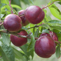 Nectarinier Nectared - Bakker