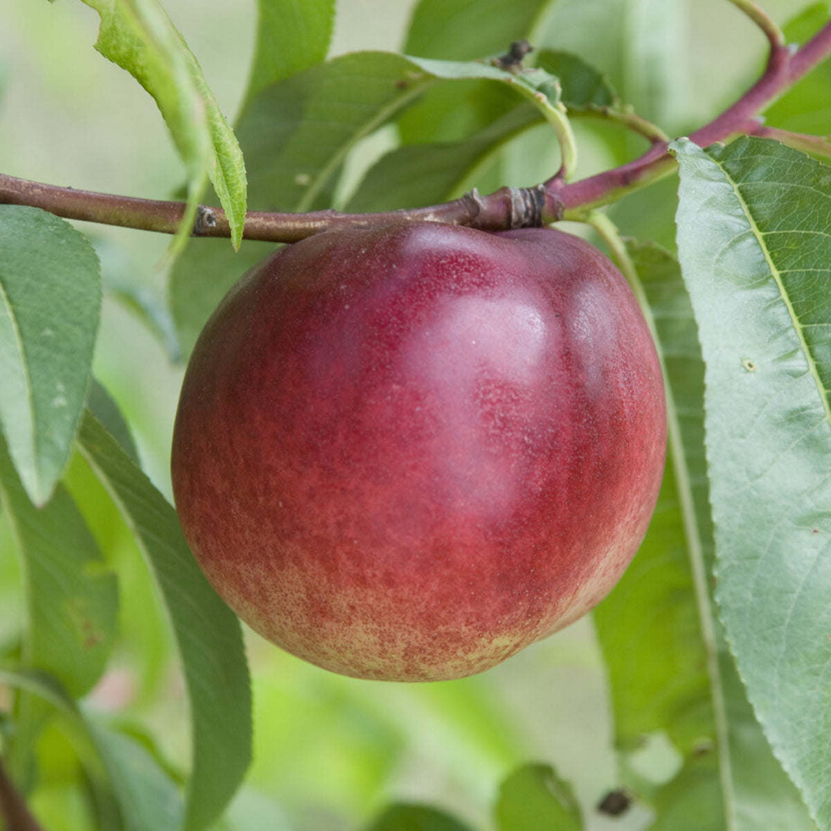 Prunus persica Nectared - Nectarinier Nectared - Nectarine