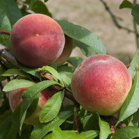 Pêchers - Pêcher Amsden - Prunus persica Amsden