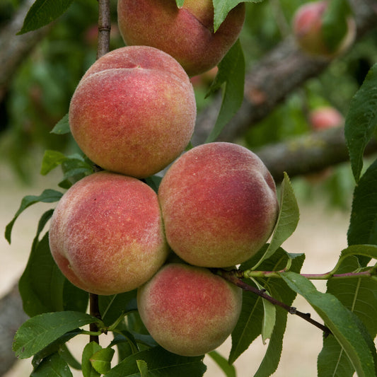 Pêcher Amsden - Bakker