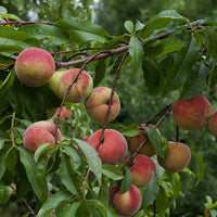 Prunus persica Amsden - Pêcher Amsden - Pêchers