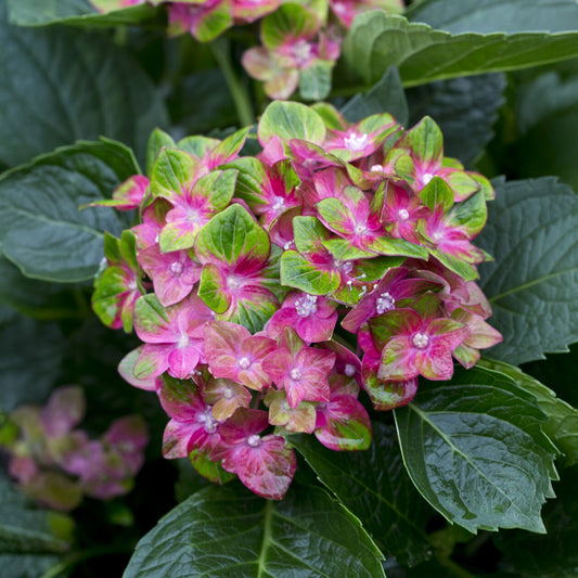 Hortensia Saxon ® - Bakker