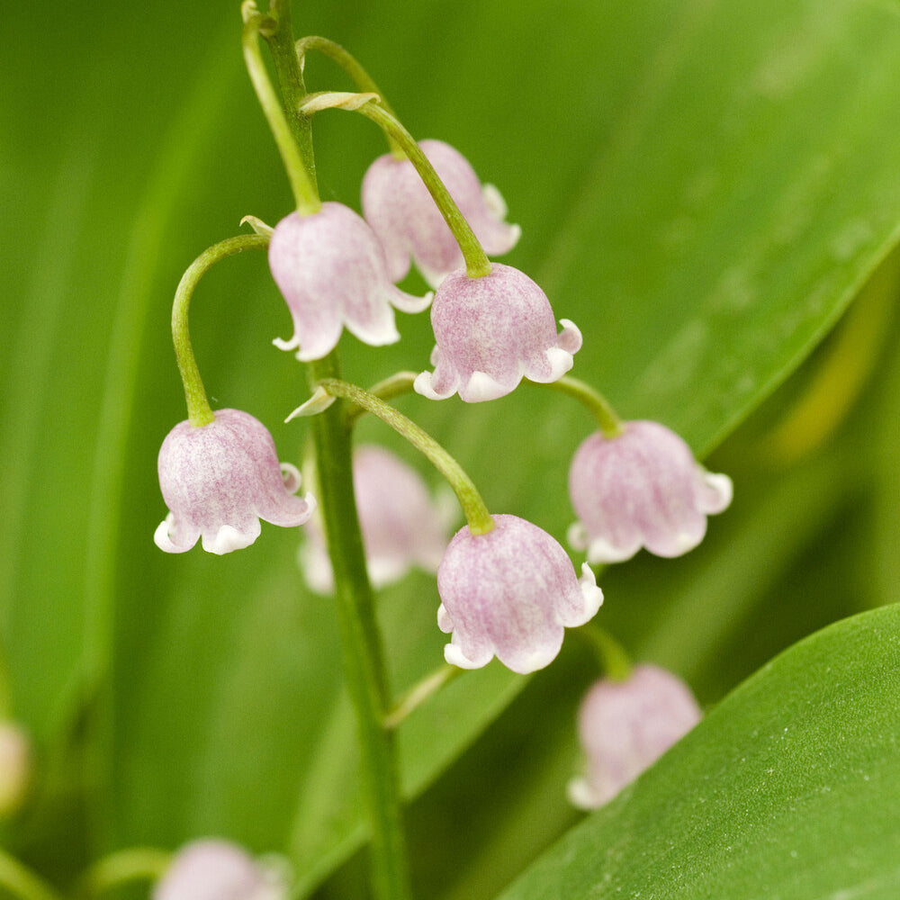 Vente 3 Muguets roses Extra - Convallaria majalis Rosea
