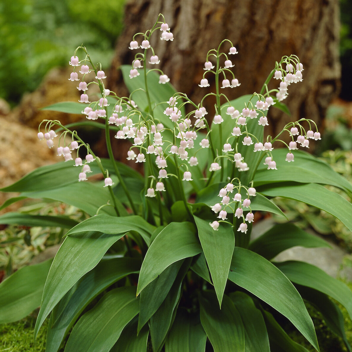 Convallaria majalis Rosea - 3 Muguets roses Extra - Plantes vivaces