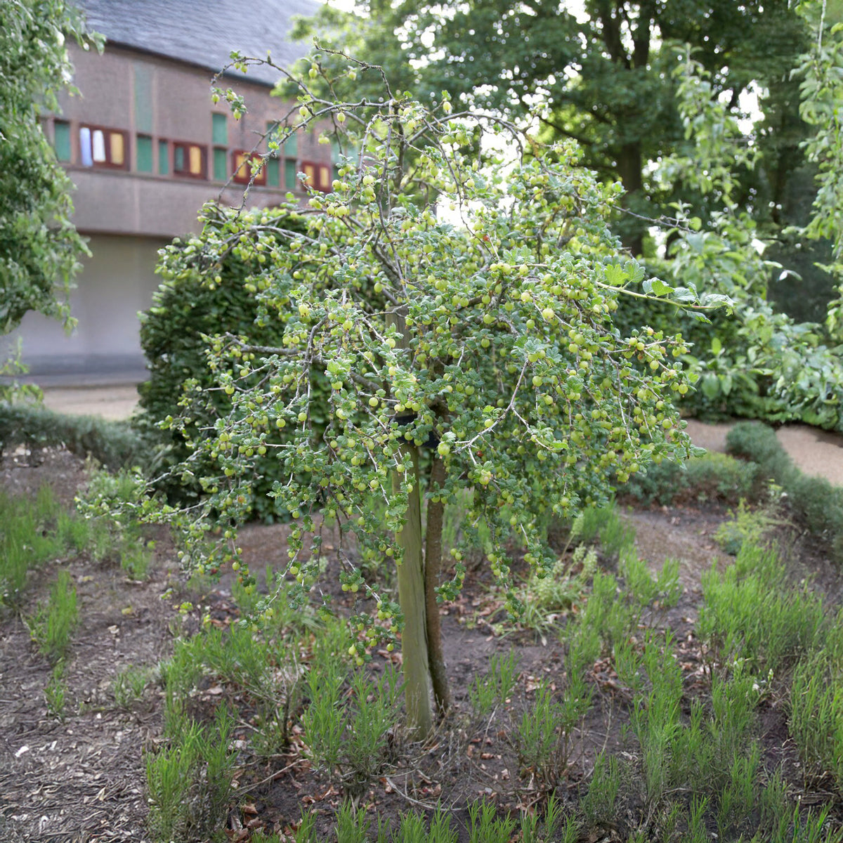 Groseillier à maquereau blanc sur tige - Ribes uva-crispa Hinnonmäki Grün - Bakker