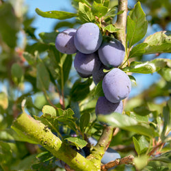 Prunier Président - Bakker