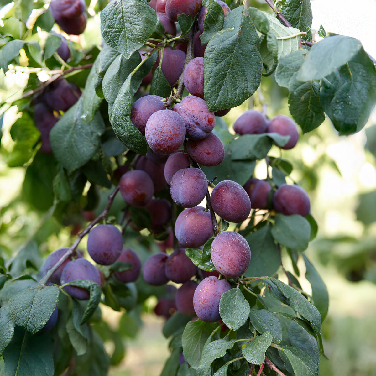 Prunus domestica Reine Claude d'Althan - Prunier Reine Claude d'Althan - Pruniers