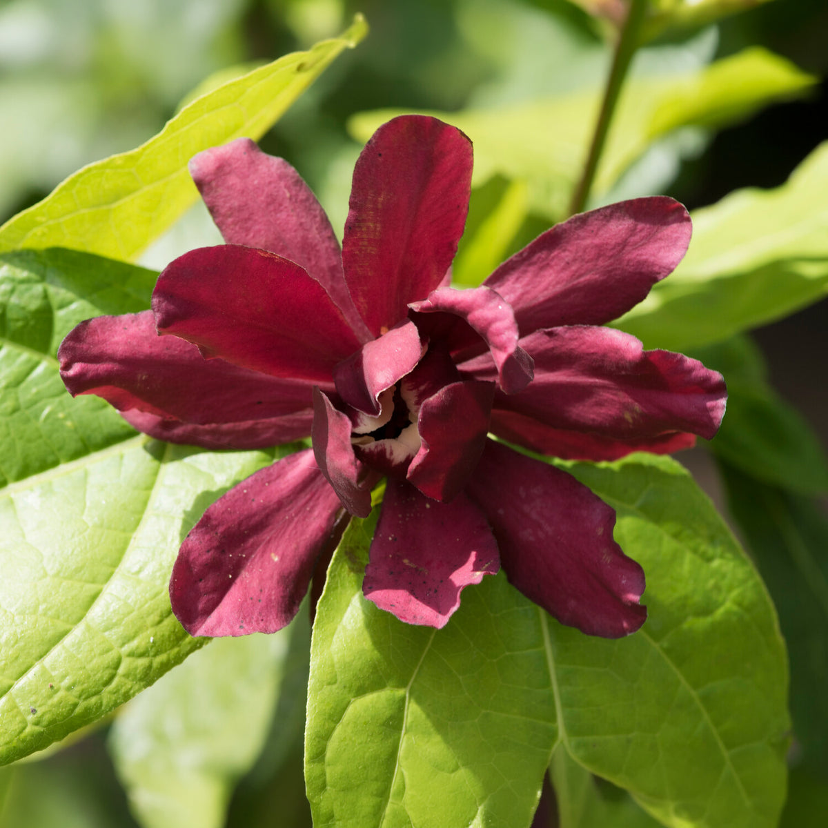 Arbre aux anémones Hartlage Wine - Sinocalycanthus x raulstonii hartlage wine - Bakker