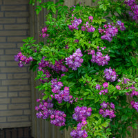 Rosa veilchenblau - Rosier Bleu violet sur tige - Rosiers tige