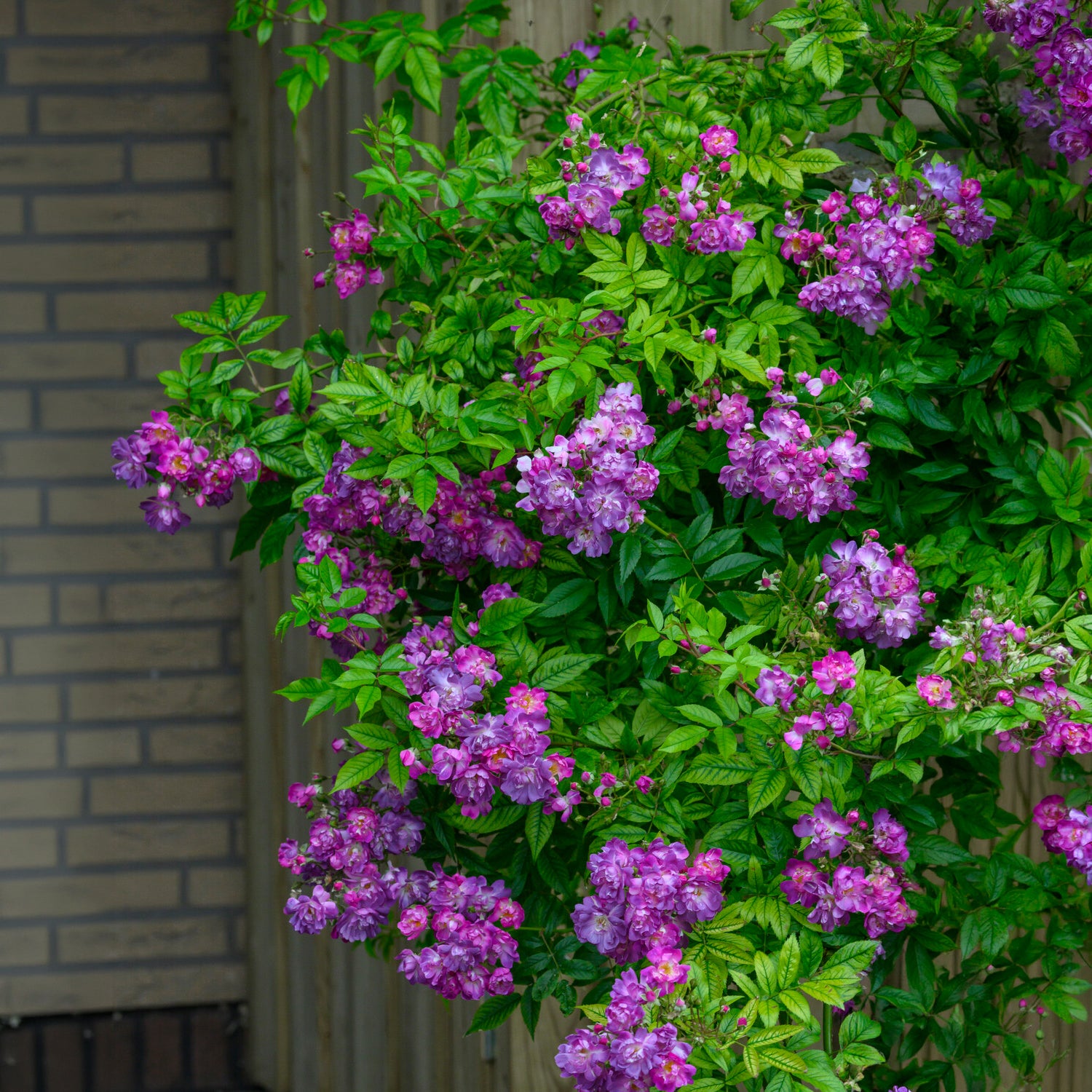 Rosa veilchenblau - Rosier Bleu violet sur tige - Rosiers tige