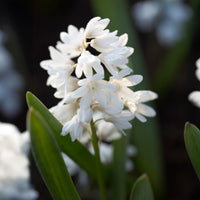 20 Puschkinia blancs - Puschkinia libanotica alba - Bakker