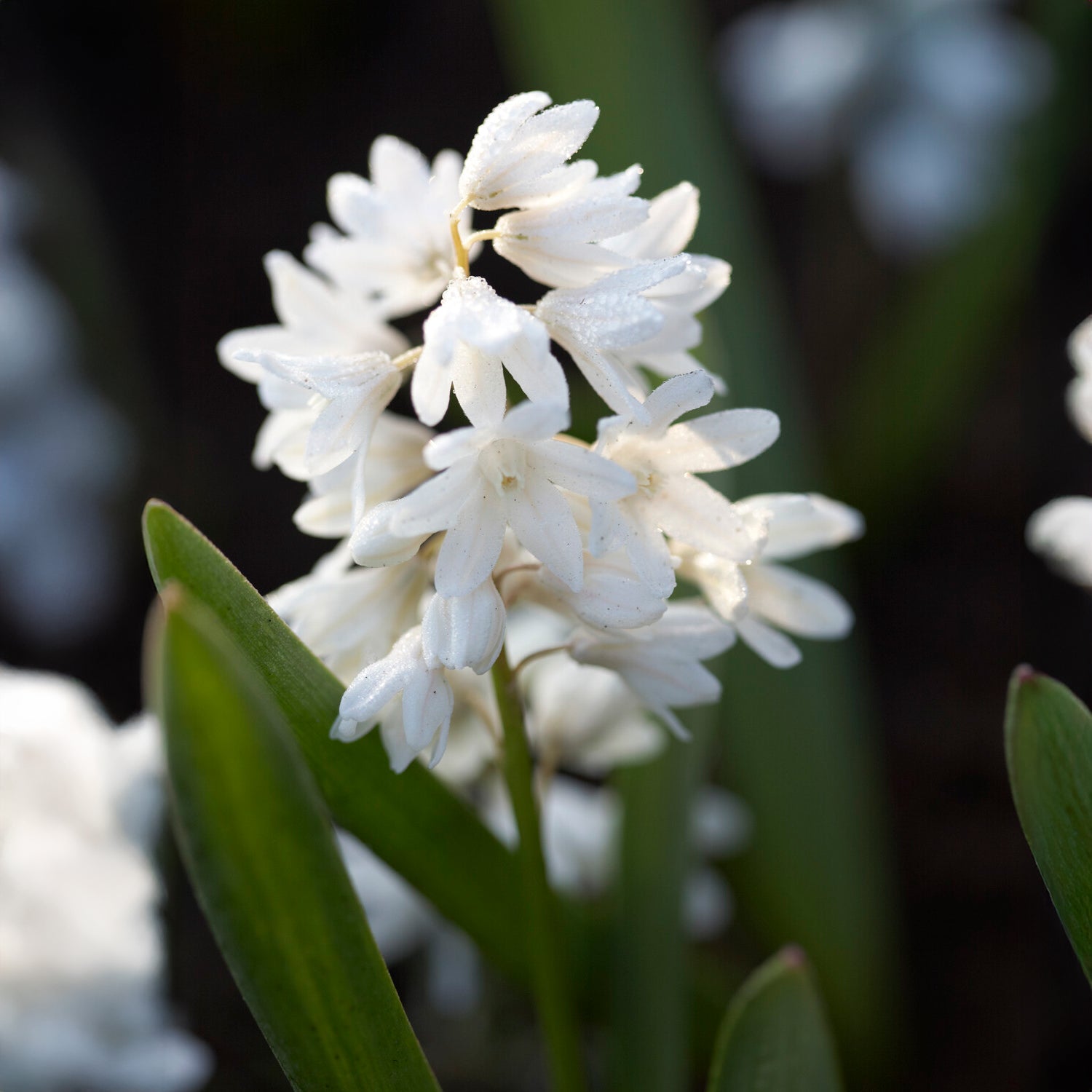 20 Puschkinia blancs - Puschkinia libanotica alba - Bakker