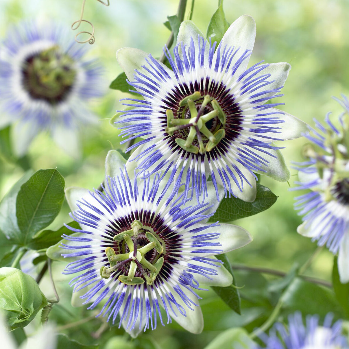 Passiflore Clear Sky - Passiflora caerulea Clear Sky - Bakker