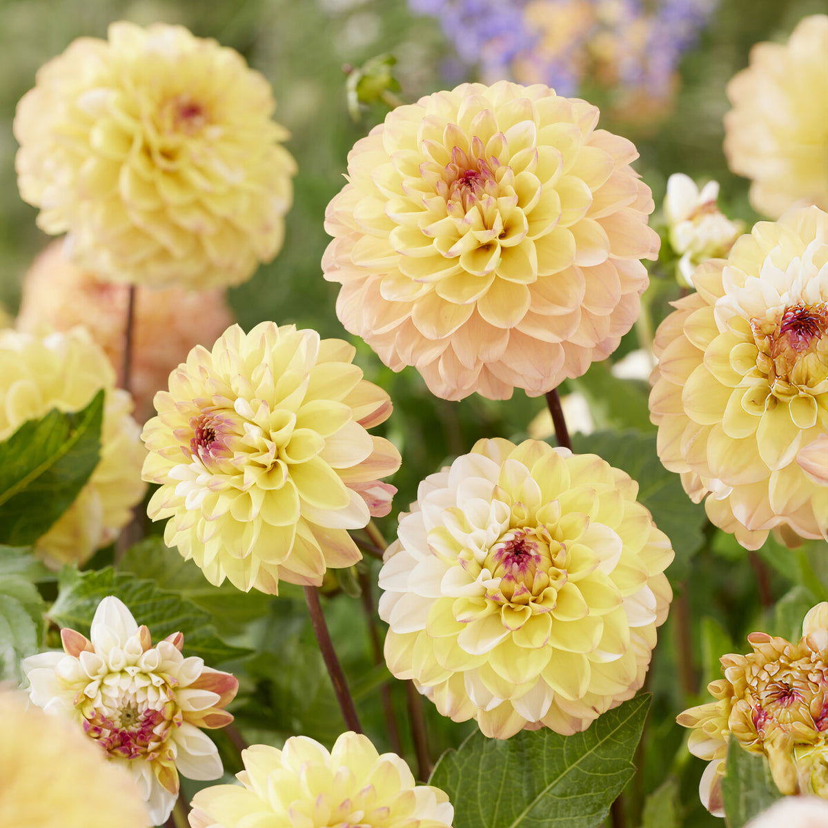 Bulbes de Dahlia - 3 Dahlias pompon Double Jill - Dahlia double jill