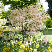 Acer palmatum Taylor - Erable Taylor - Érable du Japon