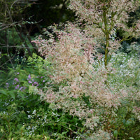 Erable Taylor - Acer palmatum Taylor - Bakker