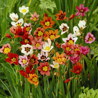 25 Sparaxis tricolore - Sparaxis tricolor - Bakker