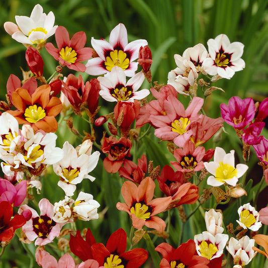 25 Sparaxis tricolore - Bakker