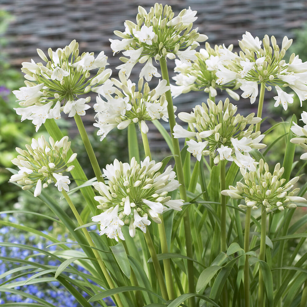 Vente 2 Agapanthes blanches - Agapanthes