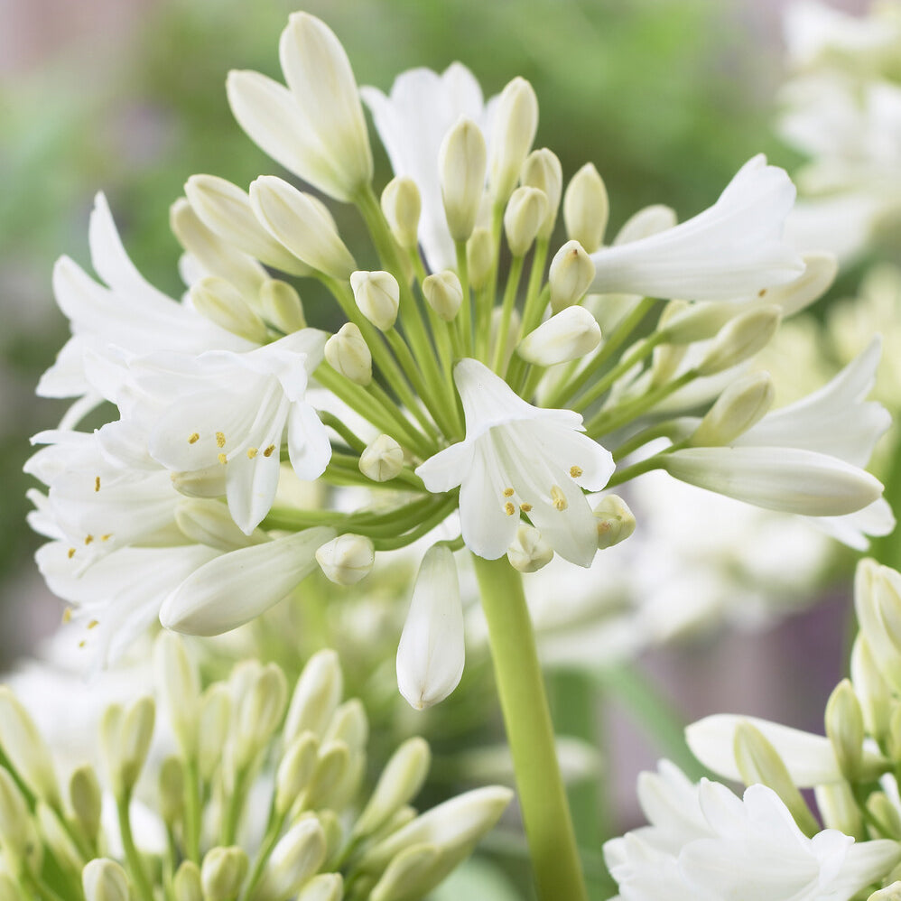 2 Agapanthes blanches - Agapanthus Polar Ice - Bakker