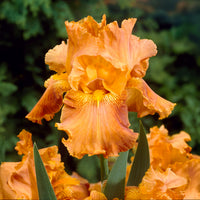 2 Iris de jardin Profondeur de champ - Bakker