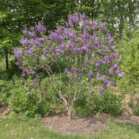 Lilas Sensation - Syringa vulgaris sensation - Bakker