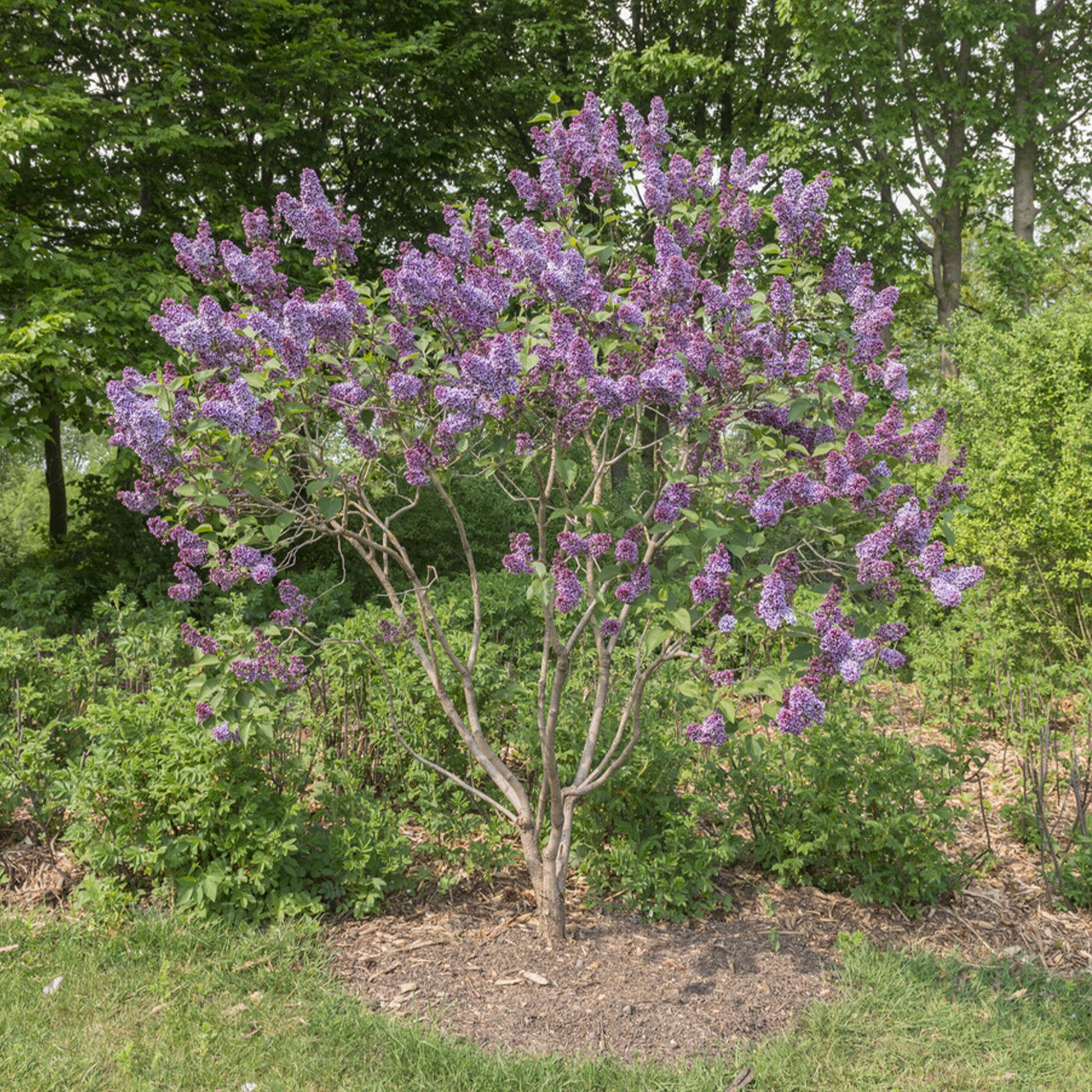 Lilas Sensation - Syringa vulgaris sensation - Bakker