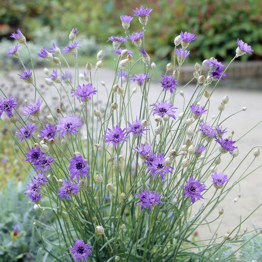 Catananche bleue - Cupidone - Bakker