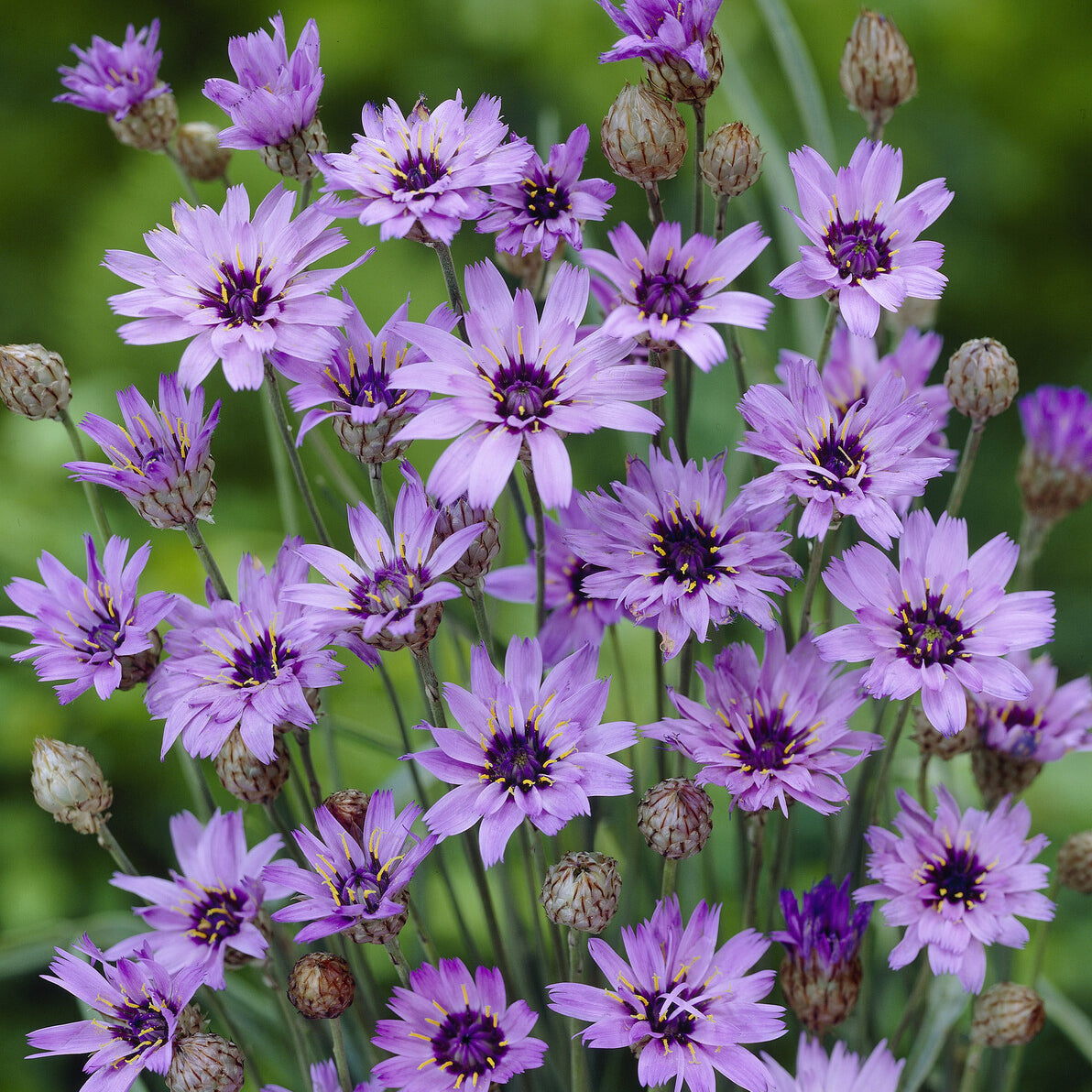 Catananche bleue - Cupidone - Catananche caerulea - Bakker