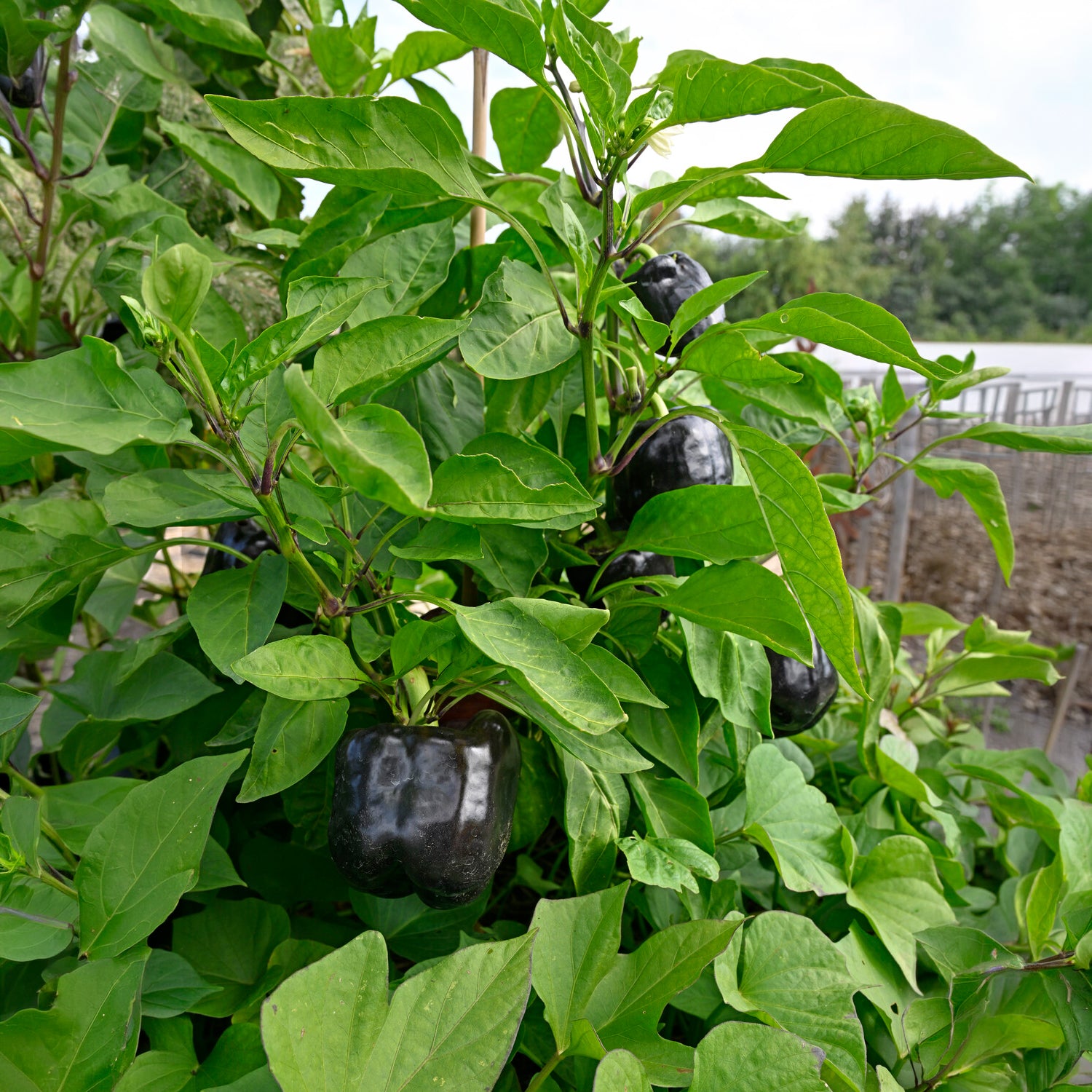 Plant Poivron Bellania - Capsicum anuum bellania - Bakker