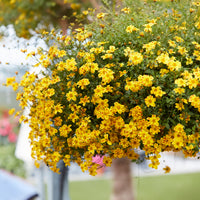 3 Bidens rouge orange - Bakker