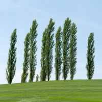 10 Peupliers noirs d'Italie - Populus nigra italica - Bakker