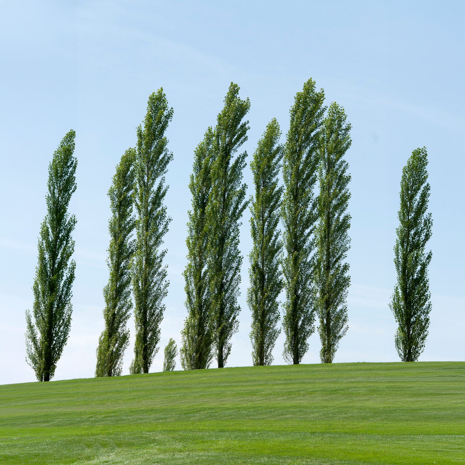 10 Peupliers noirs d'Italie - Populus nigra italica - Bakker