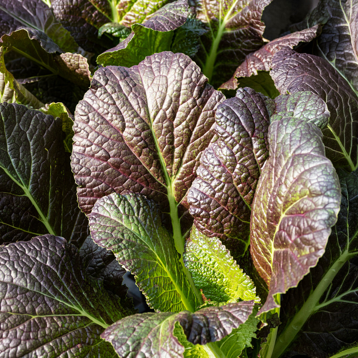 Brassica juncea integrifolia red giant - Moutarde rouge de Chine Red Giant Bio - Herbes biologiques