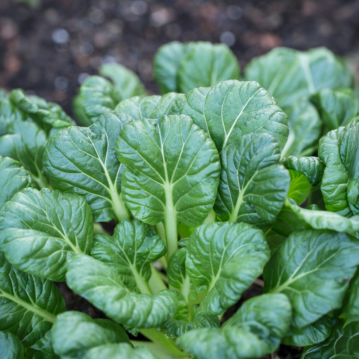 Brassica rapa rosularis - Choux chinois Tatsoi Bio - Graines de choux