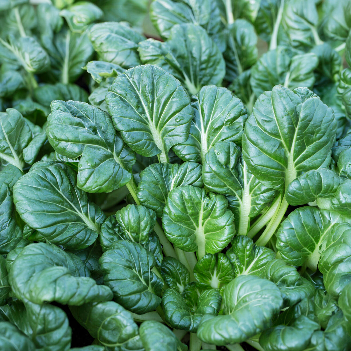 Graines de choux - Choux chinois Tatsoi Bio - Brassica rapa rosularis