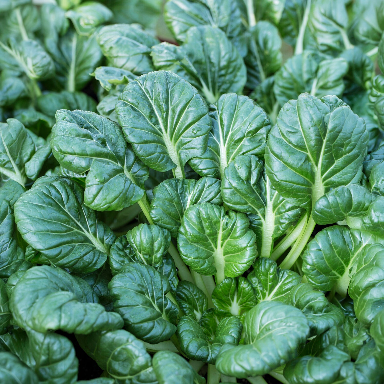 Graines de choux - Choux chinois Tatsoi Bio - Brassica rapa rosularis