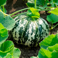 Melon ananas Oranje Ananas - Cucumis melo oranje ananas - Bakker