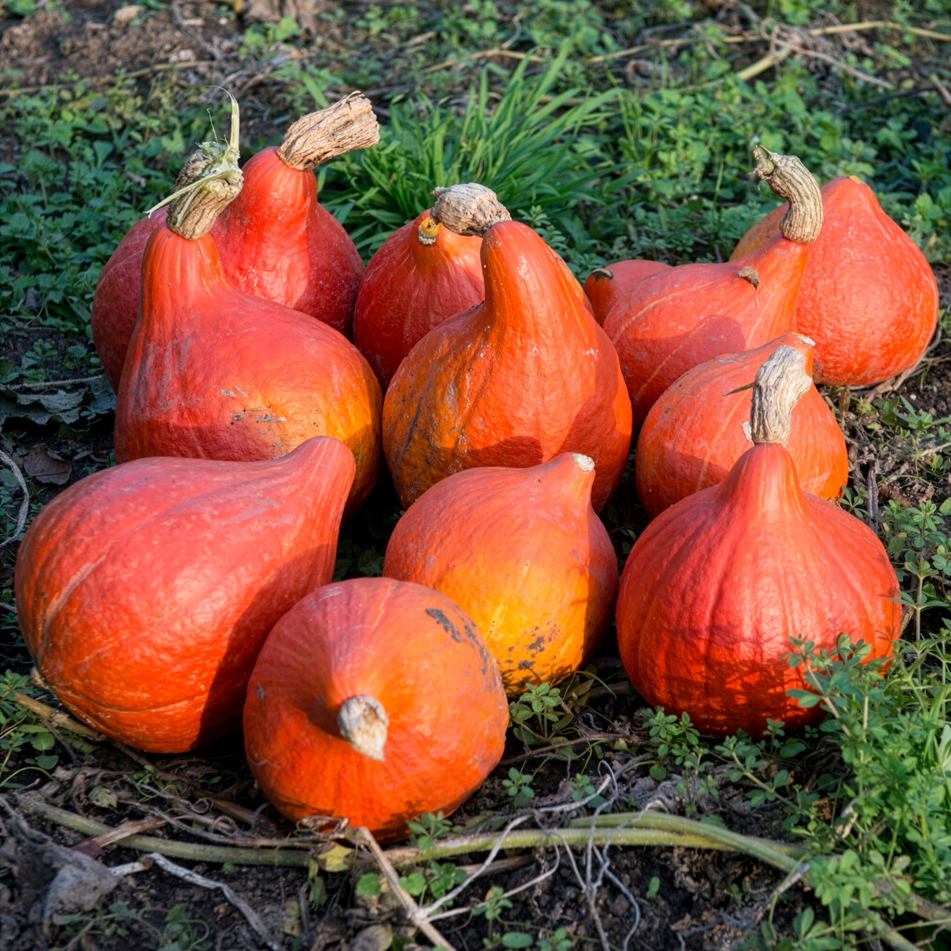 Potiron Uchiki Kuri Bio - Cucurbita maxima uchiki kuri - Bakker