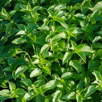 Ocimum citridorum - Basilic à l'odeur de citronnelle Mrs. Burns - Basilic