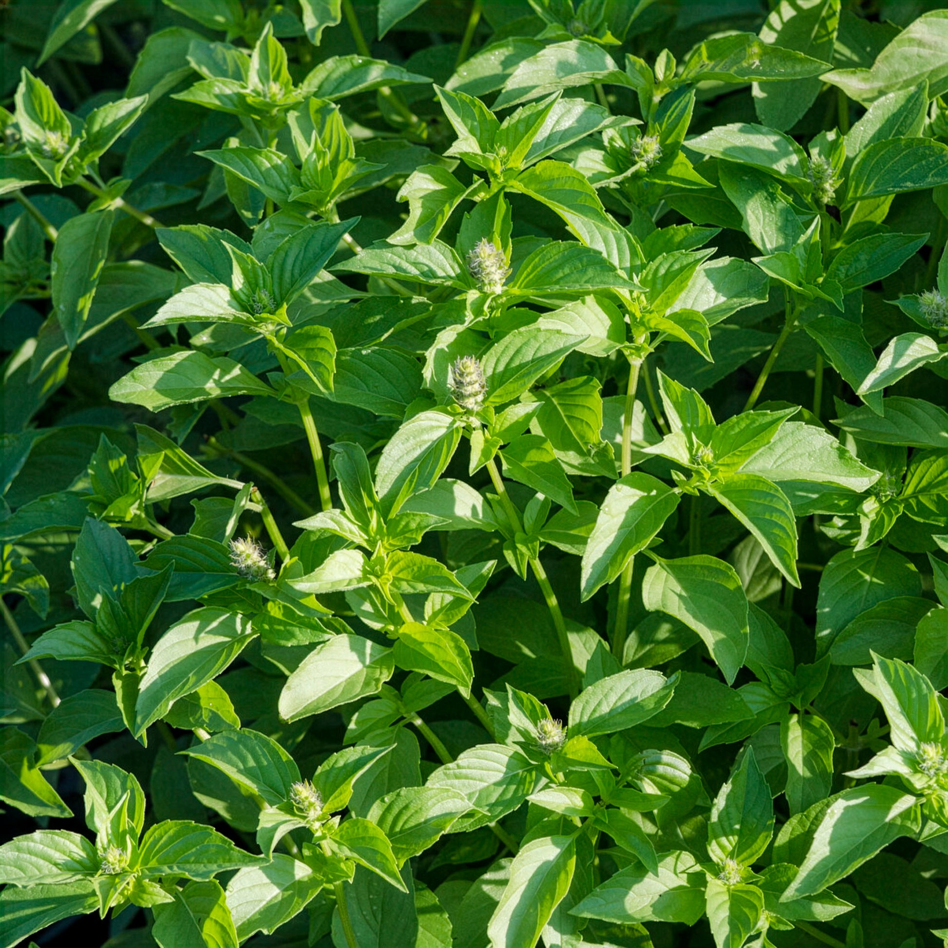 Ocimum citridorum - Basilic à l'odeur de citronnelle Mrs. Burns - Basilic