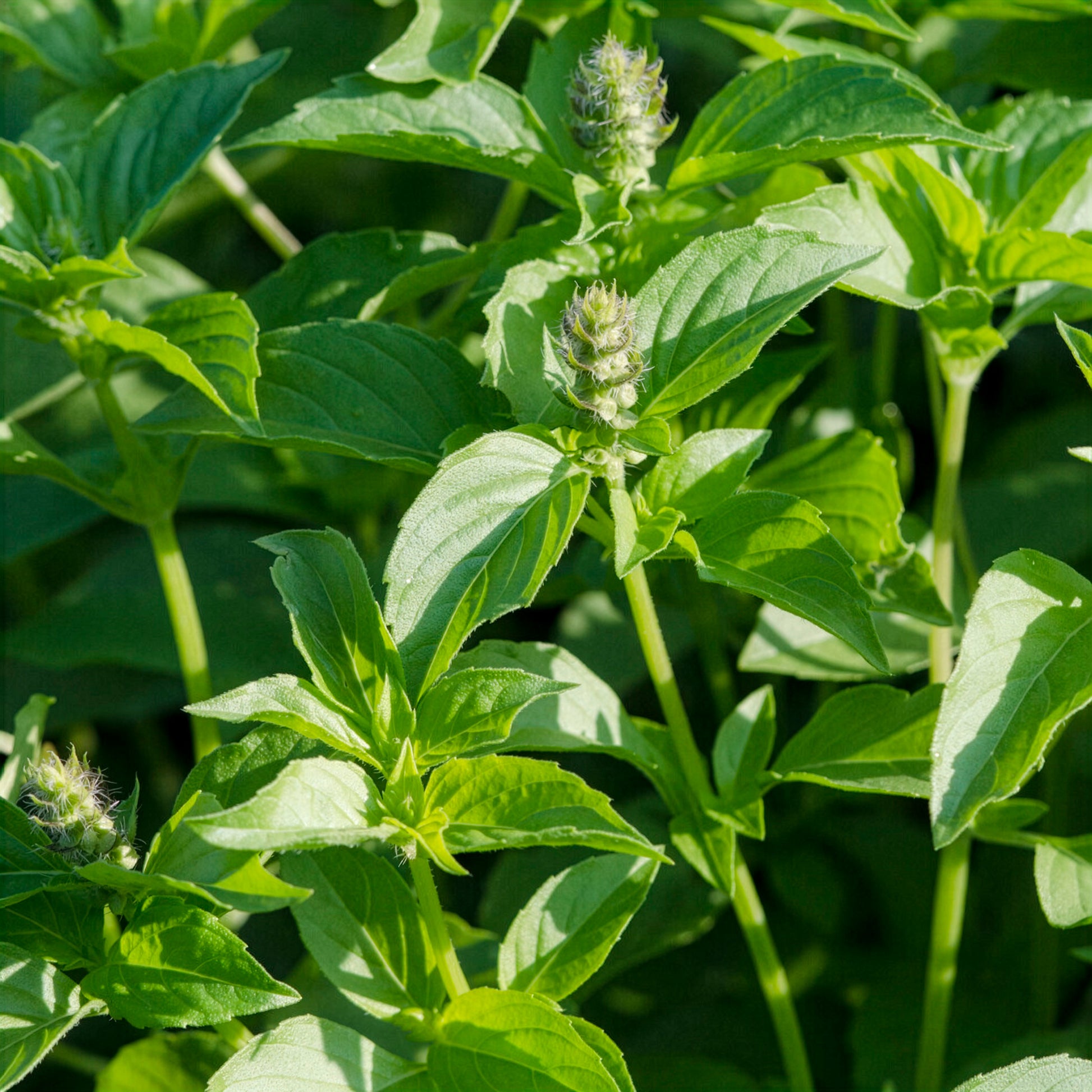 Basilic à l'odeur de citronnelle Mrs. Burns - Ocimum citridorum - Bakker