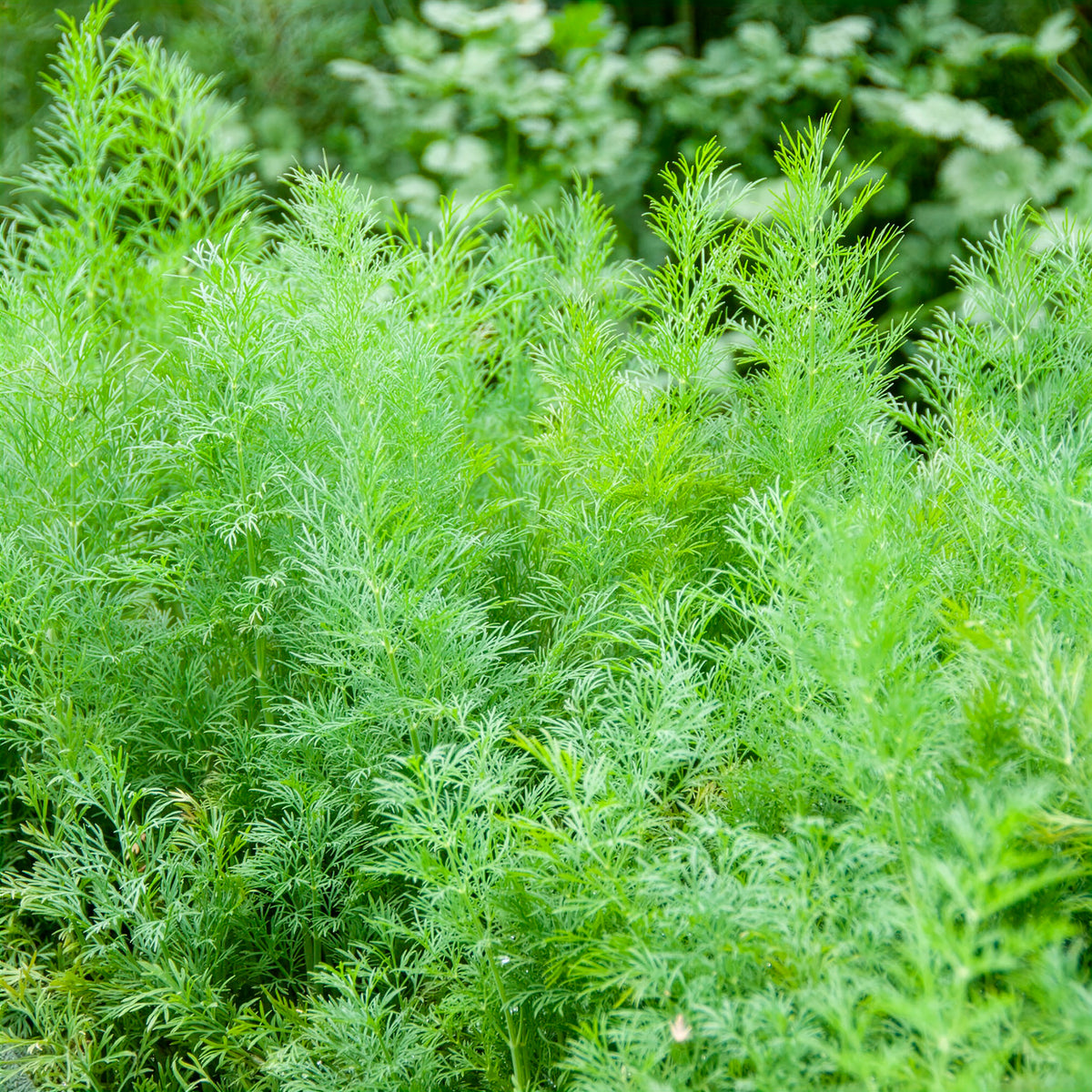Anethum graveolens compatto - Aneth Bouquet Compatto - Graines d'aromatiques
