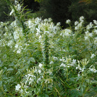 Cleome spinosa white queen - Cléome épineux White Queen - Cleome - Cléome