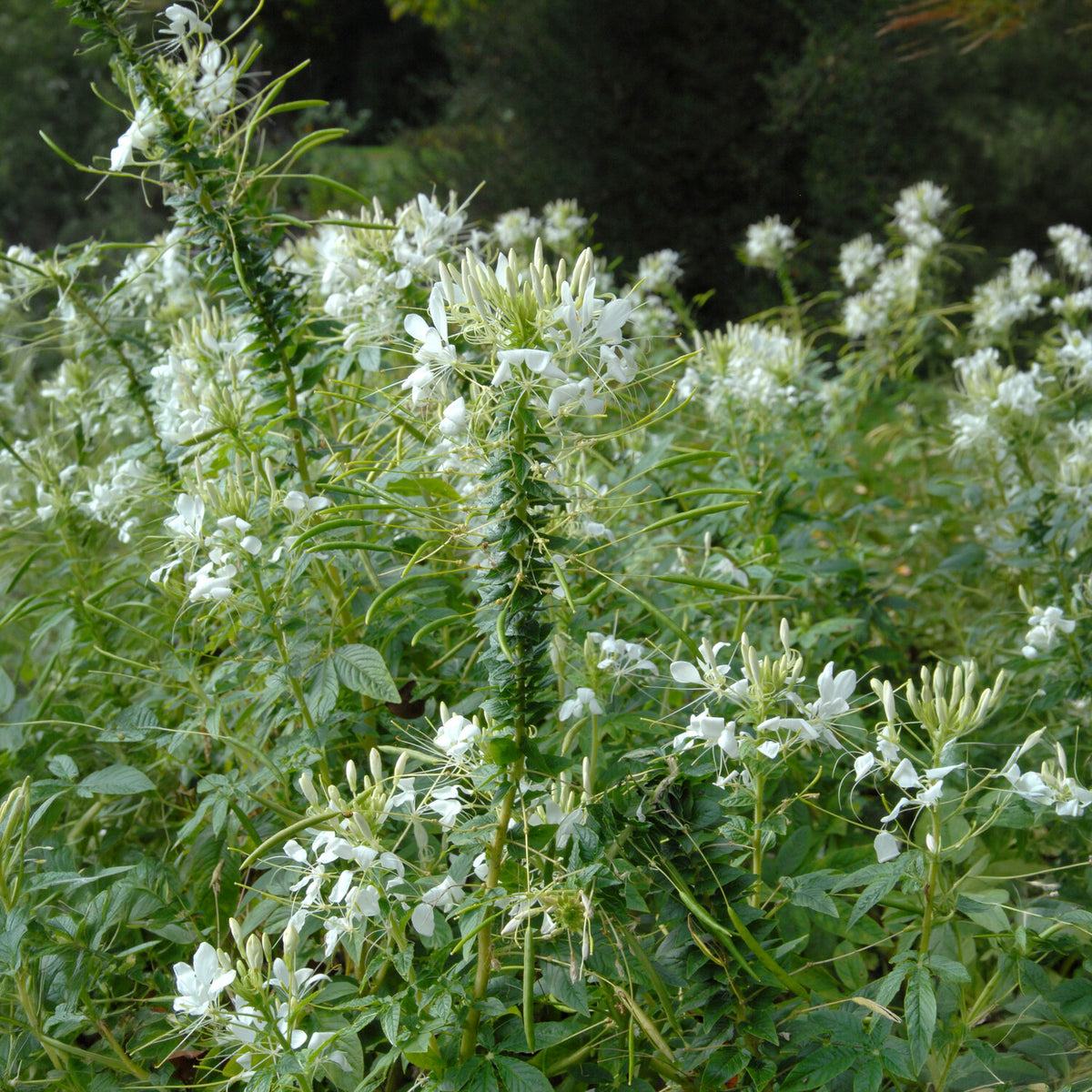 Cleome spinosa white queen - Cléome épineux White Queen - Cleome - Cléome